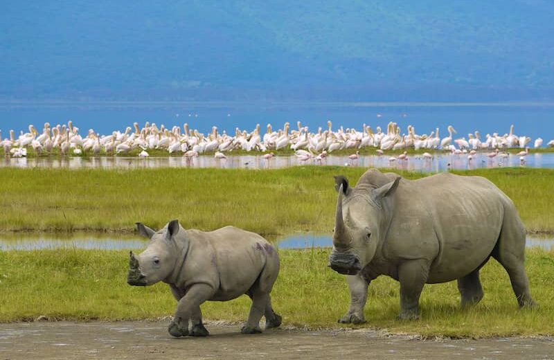 Tanzania Private Luxury Safari